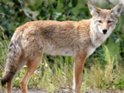 Coyote
